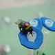 Illustration for article titled Bees Solve Hard Computing Problems Faster Than Supercomputers